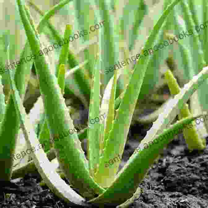 A Beautiful Aloe Vera Plant With Lush Green Leaves Aloe Vera The Miracle Plant: Natures Natural Healer