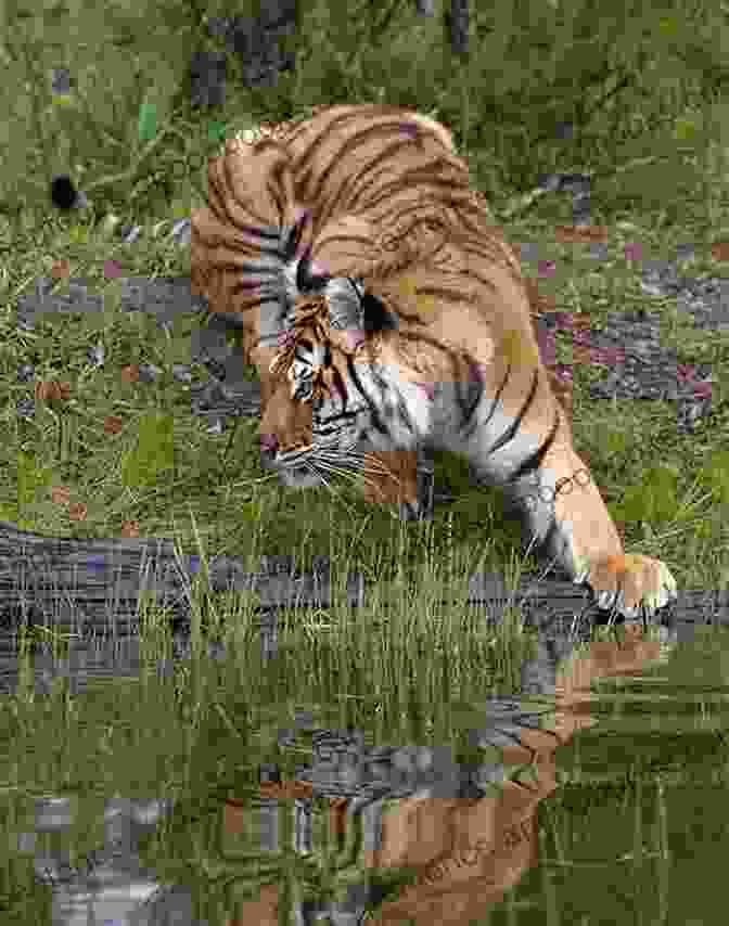 A Bengal Tiger Poses For A Photograph In The Forest. The Elephant The Tiger And The Cellphone: India The Emerging 21st Century Power