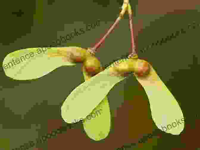 A Close Up Of A Maple Seed, With Its Two Wings Extended, Against A Blurry Green Background Next Time You See A Maple Seed