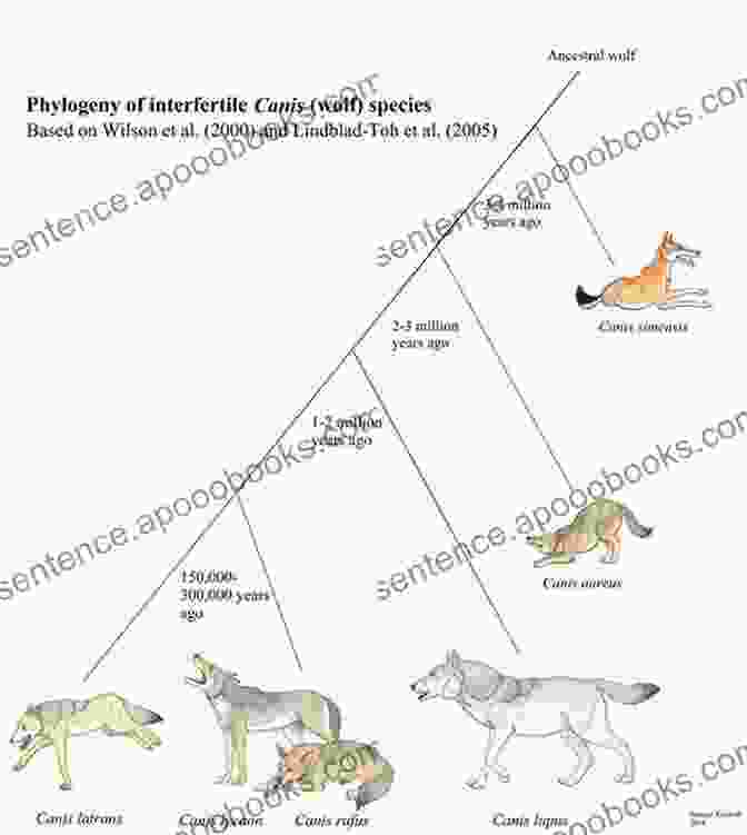 A Diagram Depicting The Evolutionary Relationships Between Dogs, Wolves, Foxes, And Hyenas The Difference Between Dogs Wolves Foxes And Hyenas Children S Science Nature