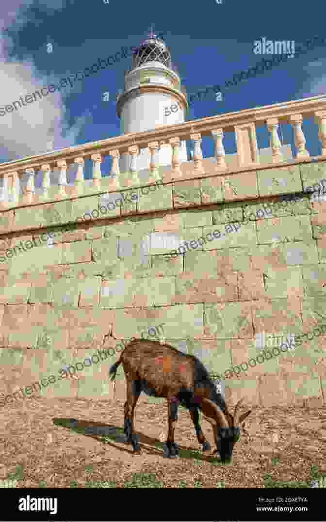 A Goat Grazing On A Small Island With A Lighthouse In The Distance The Lightkeepers Menagerie: Stories Of Animals At Lighthouses