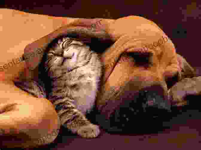 A Happy Dog And Cat Cuddling Make Your Pet Love You