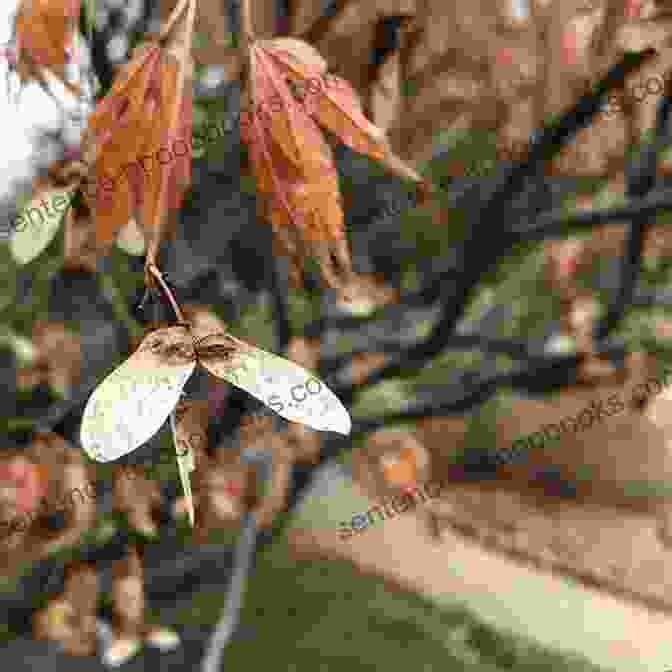 A Maple Seed Floating In The Air, Symbolizing Hope And New Beginnings Next Time You See A Maple Seed