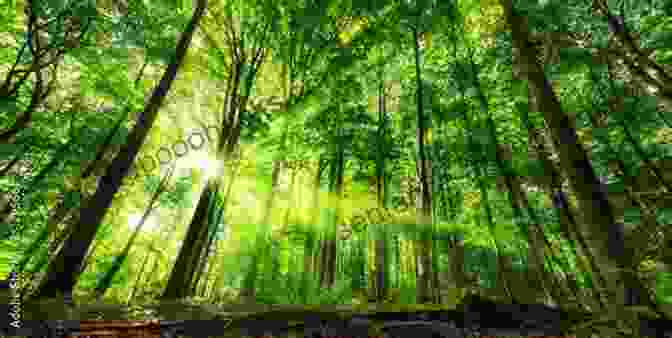 A Person Sitting In A Forest, Surrounded By Lush Greenery And Sunlight Next Time You See A Maple Seed