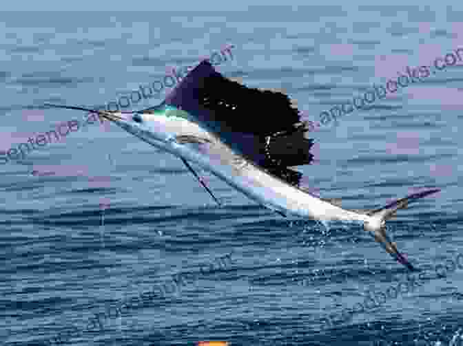 A Sailfish Leaps Dramatically Out Of The Water, Its Dorsal Fin Fully Extended. SAIL FISH: Every Information You Need To Know About Sailfish