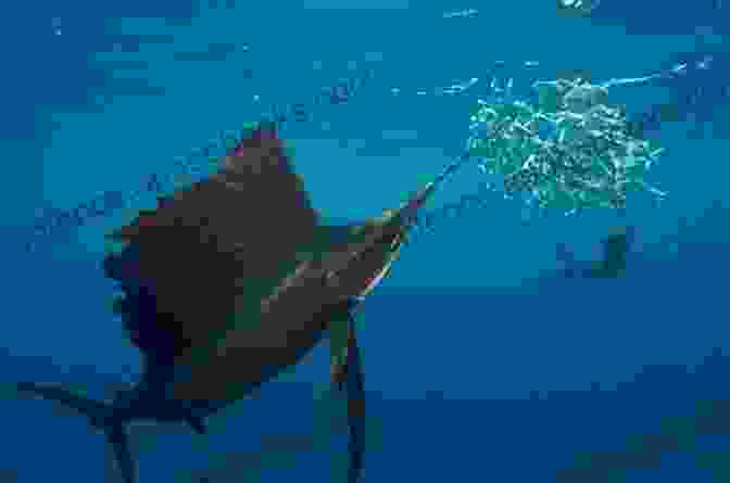 A Sailfish Prepares To Strike Its Prey, Its Bill Extended Forward. SAIL FISH: Every Information You Need To Know About Sailfish