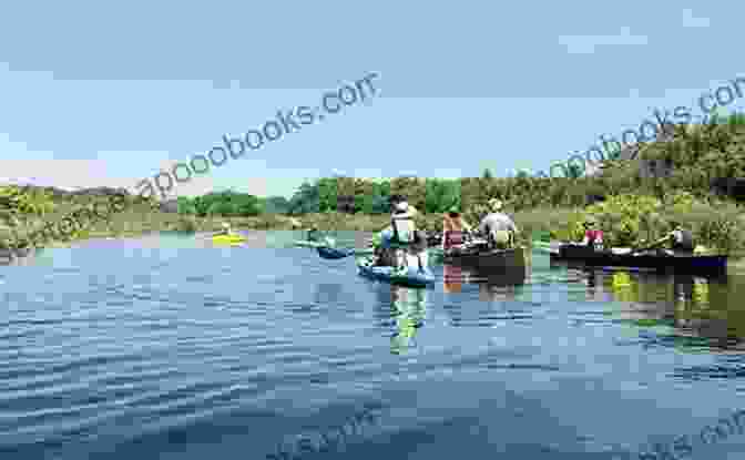 A School Of Nemasket River Herring Swimming In A River Nemasket River Herring: A History (Natural History)