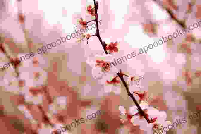 A Vibrant Cherry Blossom Tree, Its Branches Adorned With Delicate Pink Flowers. Pretty As A Picture : Haiku