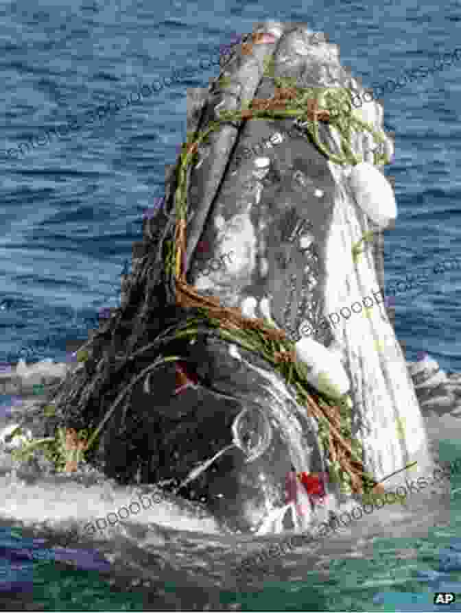 A Whale Entangled In A Plastic Can Did Your Can Of Soda Kill A Whale? Water Pollution For Kids Children S Environment