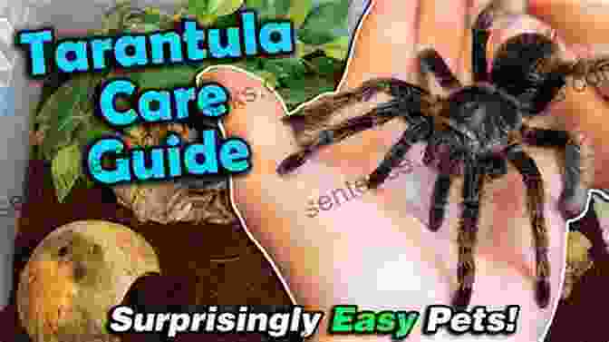 Advanced Tarantula Care For Enthusiasts Quick Easy Tarantula Care Laura England