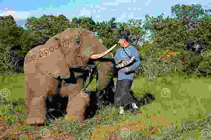 An Elephant Interacts With A Tourist Taking A Photograph. The Elephant The Tiger And The Cellphone: India The Emerging 21st Century Power