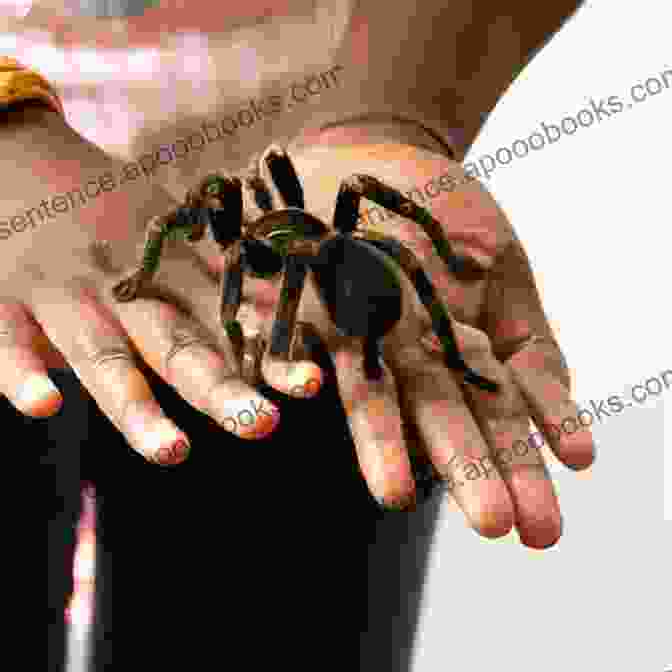 An Image Emphasizing The Importance Of Health And Safety In Tarantula Care, Covering Common Health Issues, Safe Handling Techniques, And Venomous Species Identification. Tarantulas (Animal Planet Pet Care Library)