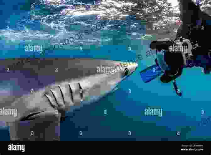 An Underwater Photographer Capturing A Stunning Image Of A Shark, Showcasing The Awe Inspiring Beauty Of These Creatures Shark Quest: Protecting The Ocean S Top Predators