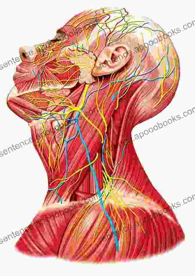 Anatomy Of The Head And Neck Scott Brown S Otorhinolaryngology And Head And Neck Surgery: Volume 3: Head And Neck Surgery Plastic Surgery