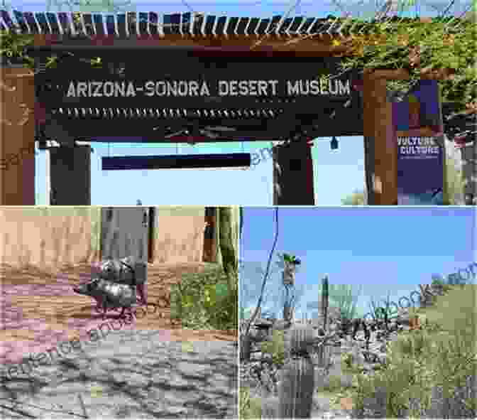 Arizona Sonora Desert Museum, Tucson 100 Things To Do In Tucson Before You Die