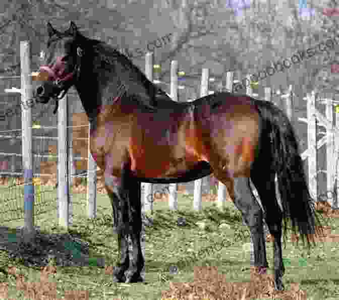 Black Hawk, The Versatile Morgan Horse That Showcased The Breed's Adaptability Meet The Morgans: The Stars Of The Morgan Horse