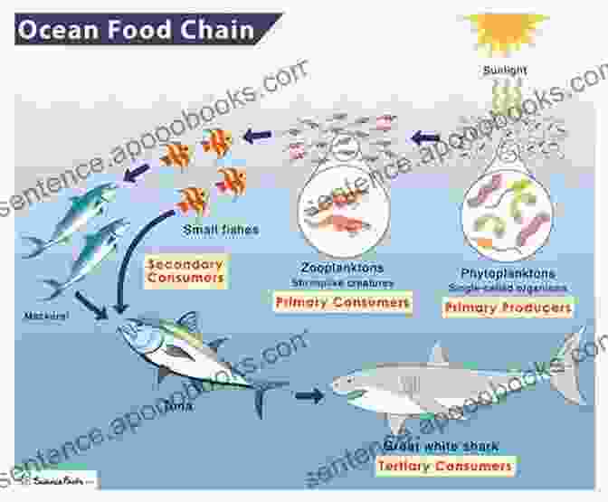 Diagram Depicting The Role Of Tintinnids In The Marine Food Chain The Biology And Ecology Of Tintinnid Ciliates: Models For Marine Plankton