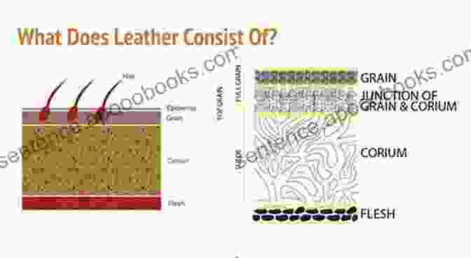 Diagram Of Leather Anatomy How To Manufacture Leather Vol 2