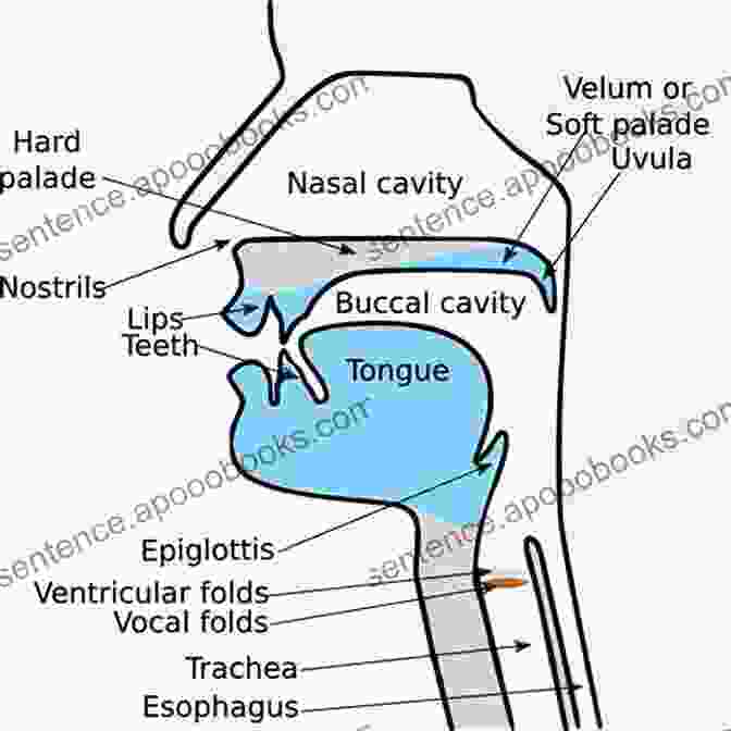 Diagram Of Vocal Anatomy Solutions For Singers: Tools For Performers And Teachers