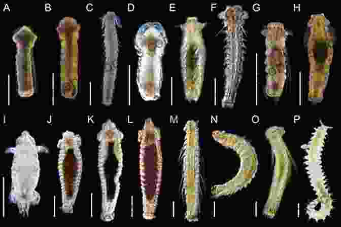 Diversity Of Larval Morphologies Among Marine Invertebrates Evolutionary Ecology Of Marine Invertebrate Larvae