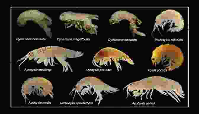 Geographical Distribution Of Larval Stages Of Marine Invertebrates Evolutionary Ecology Of Marine Invertebrate Larvae