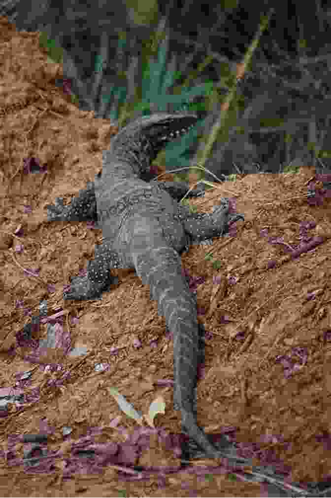 Group Of Australian Monitor Lizards Basking On Rocks A Guide To Australian Monitors In Captivity