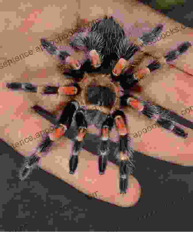 Handling And Bonding With Your Tarantula Quick Easy Tarantula Care Laura England