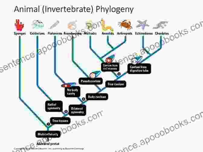 Molecular Phylogeny Of Marine Invertebrates Highlighting Larval Characteristics Evolutionary Ecology Of Marine Invertebrate Larvae