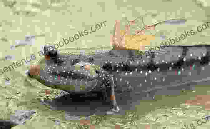 Mudskipper Emerging From Water, Showcasing Their Amphibious Nature Fishes Out Of Water: Biology And Ecology Of Mudskippers (CRC Marine Science)