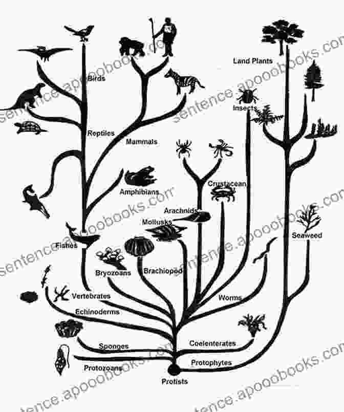 Phylogenetic Tree Illustrating The Evolutionary History Of Larval Traits Evolutionary Ecology Of Marine Invertebrate Larvae