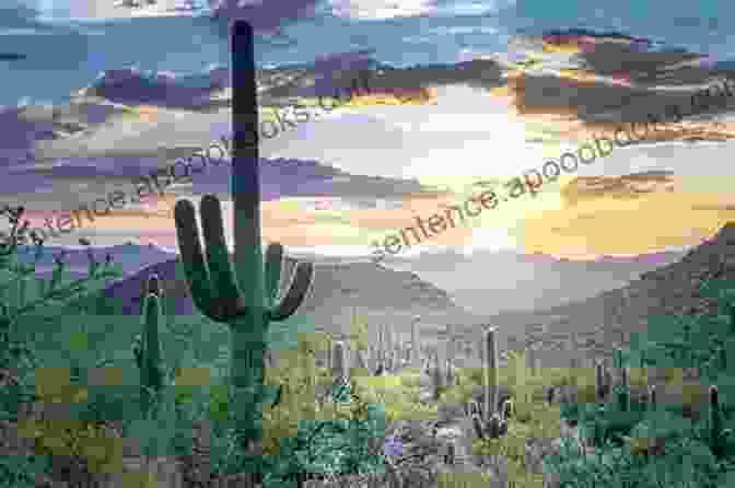 Saguaro National Park, Tucson 100 Things To Do In Tucson Before You Die