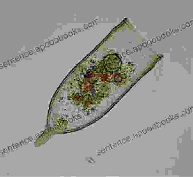 Scientists Examining Tintinnids Under A Microscope The Biology And Ecology Of Tintinnid Ciliates: Models For Marine Plankton