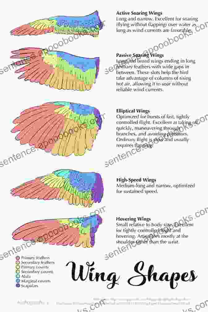 Step 6: Fold The Wings Back Over The Body Of The Fly. Old Flies In New Dresses How To Dress Dry Flies With The Wings In The Natural Position And Some New Wet Flies