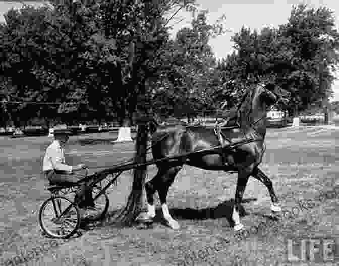 Wing Commander, The Morgan Horse That Soared To New Heights Of Athleticism Meet The Morgans: The Stars Of The Morgan Horse